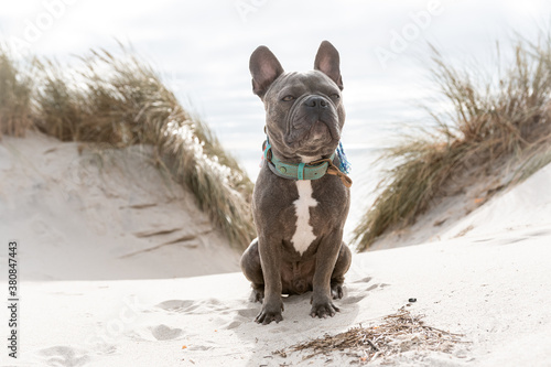 Niedliche Französische Bulldogge sitzt am Strand in den Dünen photo