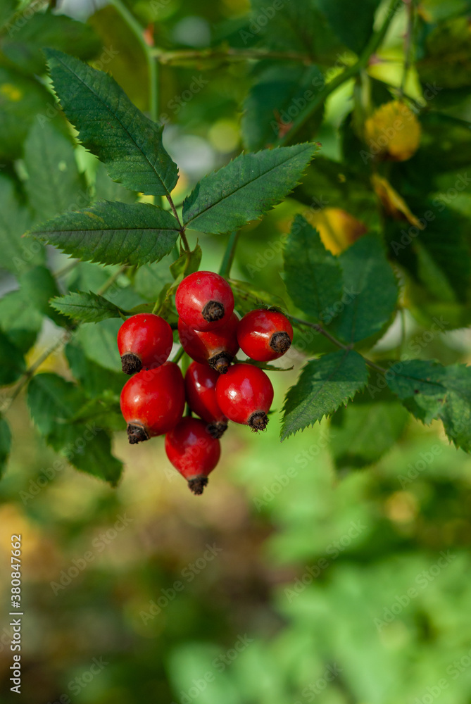 Rose hip berries growing on a bush in a sunny day. Selective focus