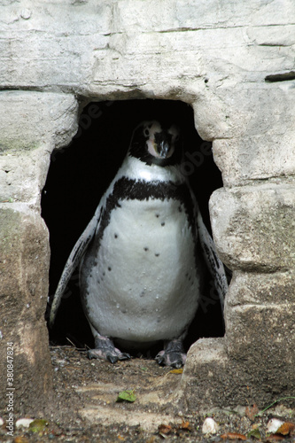 Humboldt-Pinguin photo