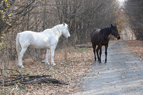 Fototapeta Naklejka Na Ścianę i Meble -  White and brown horses stand on a forest road