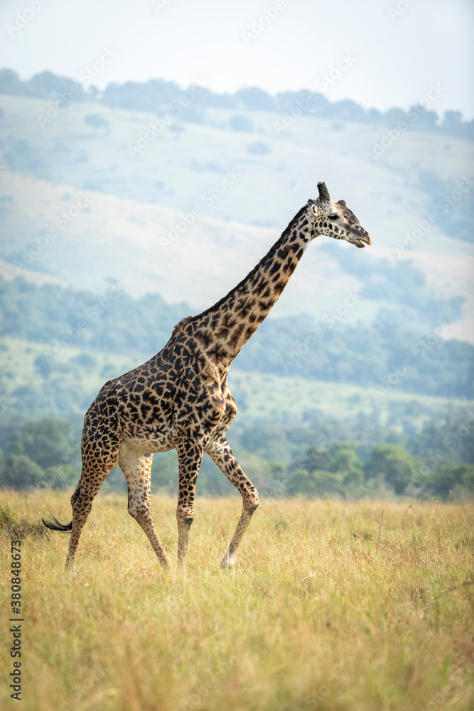 Fototapeta premium Vertical portrait of a male giraffe walking in Masai Mara plains in Kenya