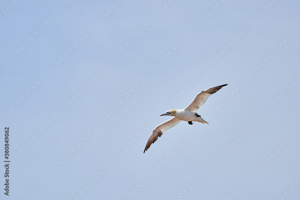 A single white and yellow gannets flies through the blue sky. The Northern Gannet has a wide wing span, a long neck and beak A single white and yellow gannets flies through the blue sky. The Northern Gannet has a wide wing span, a long neck and beak