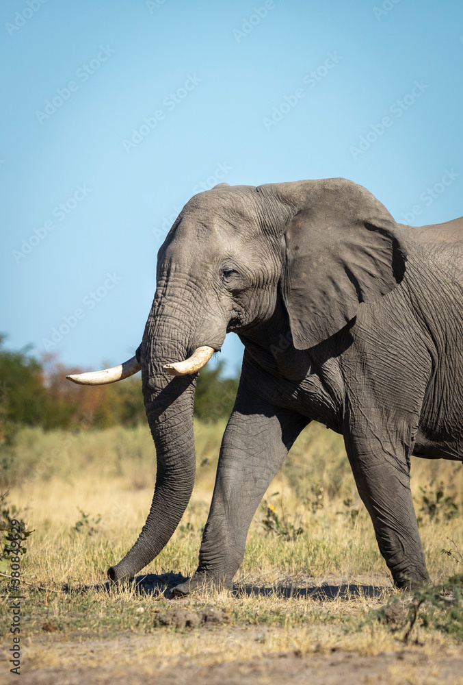 Vertical portrait of an elephant walking in Savuti in Botswana