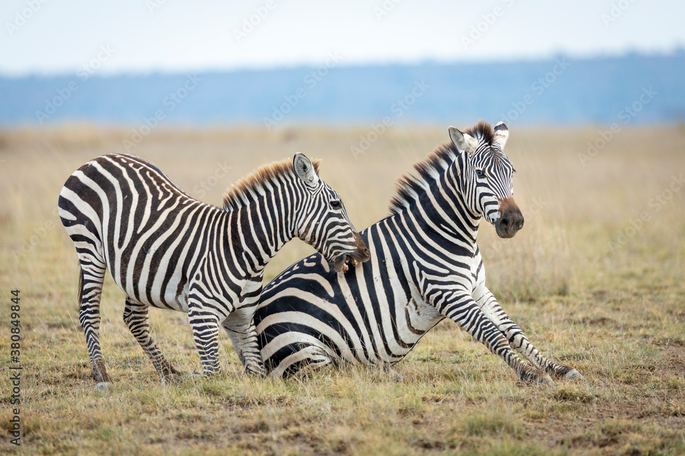 Zebra with blue eyes playing with a smaller zebra in open plains of Amboseli in Kenya Zebra with blue eyes playing with a smaller zebra in open plains of Amboseli in Kenya