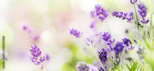 Blooming Lavender on sunny background