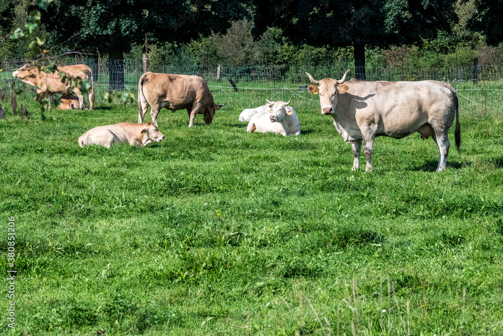 Obraz premium Kühe weiden auf Wiese