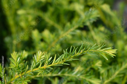 Groenland Yew photo