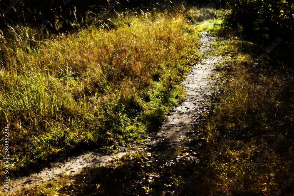 walking trail in yellowing grass walking trail in yellowing grass