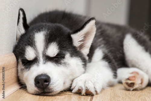 Husky puppy is sleeping on the floor. Cute puppy of husky is sleeping © spyrakot