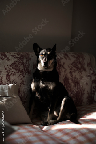 Little dog sits in the shadow on sofa with eye enlighted by sunray photo