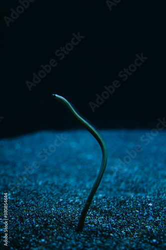 Heteroconger hassi - Spotted Garden Eel photo