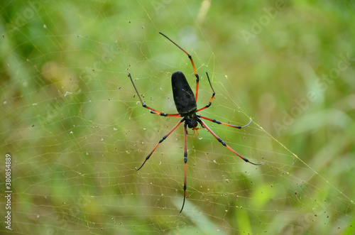 the black orange spider insect with web in the garden.
