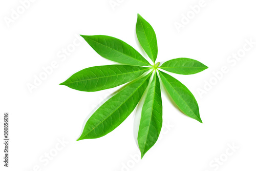 green leaves isolated on white background © sirisak