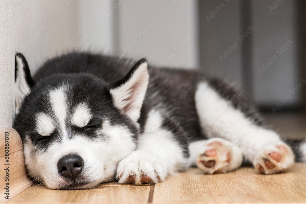 Husky puppy is sleeping on the floor. Cute puppy of husky is sleeping Husky puppy is sleeping on the floor. Cute puppy of husky is sleeping