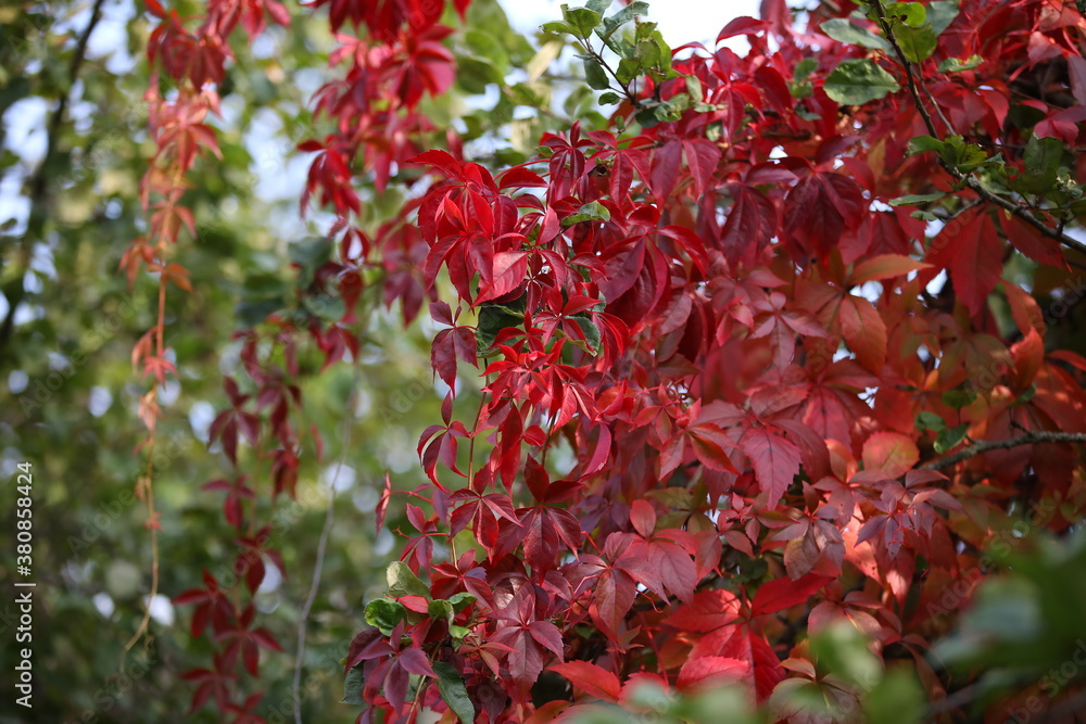 Obraz premium Red carved leaves of an ornamental plant illuminated by the sun on a blurred background of green foliage in the garden.Autumn image of wild grapes.Parthenocissus.Russia