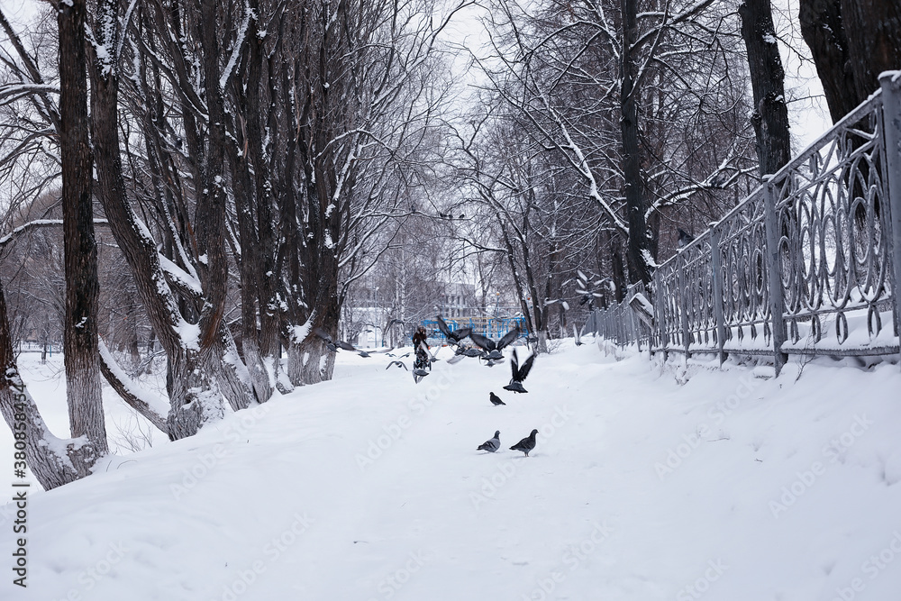 Winter forest landscape. Tall trees under snow cover. January frosty day in the park.