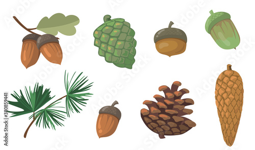 Acorns and pinecones set. Pine tree branch, fir tree cone, oak leaf isolated on white background. Flat vector illustrations for autumn, fall, nature, forest concept
