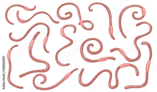 Curled worms set. Pink wiggling earthworms isolated on white background, Flat vector illustration for soil, nature, wildlife, fishing concept.
