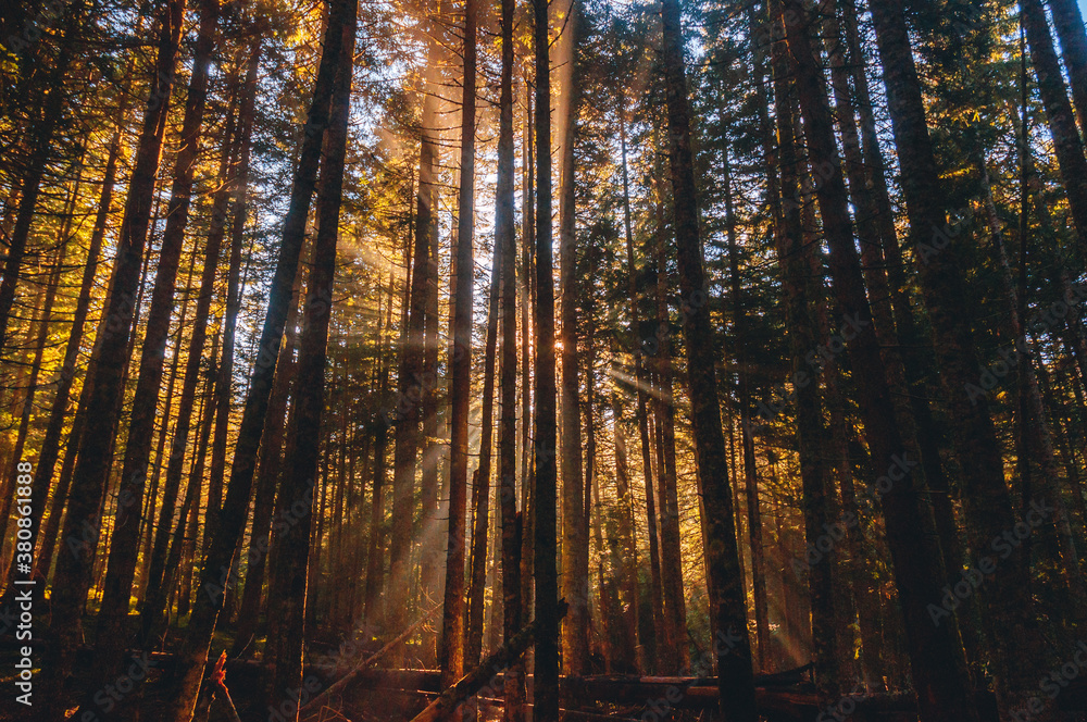 Morning in the forest Morning in the forest