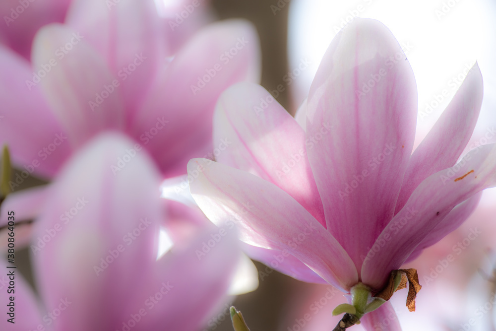 Fototapeta premium ピンク色のモクレン
