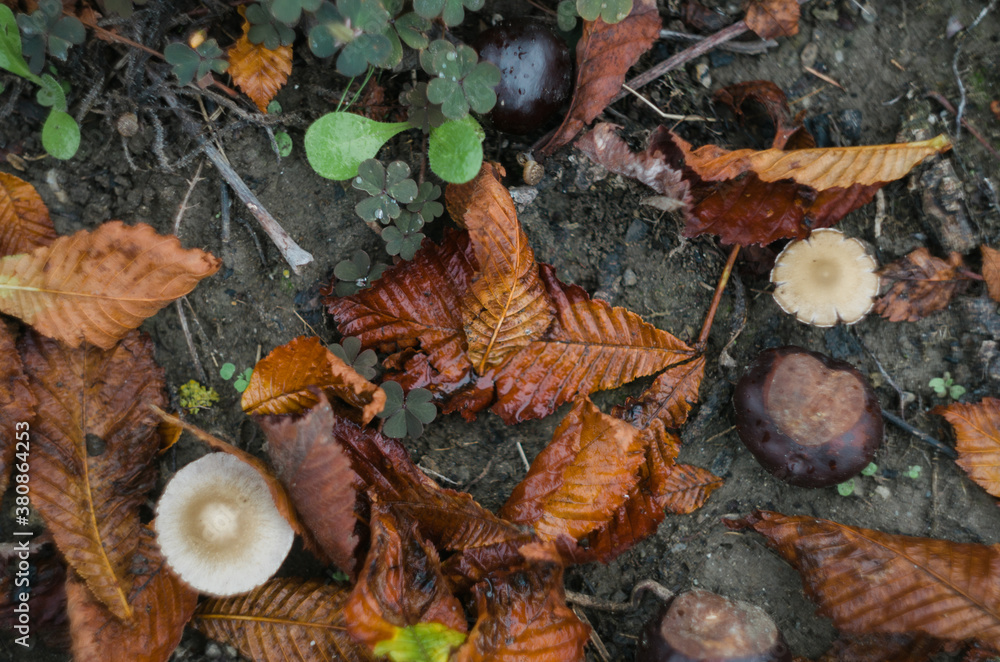 Autumn soil background Autumn soil background