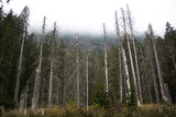Trees in the forest, the mountain covered in fog