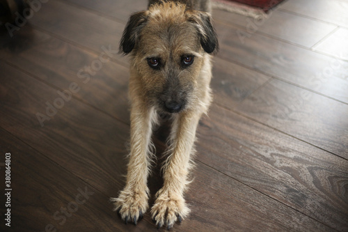 Cute dog looking at the camera - horizontal