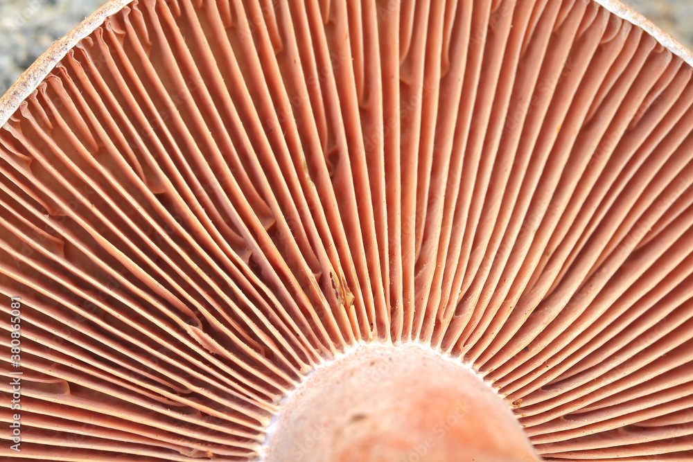 Fresh wild mushroom close-up macro Fresh wild mushroom close-up macro