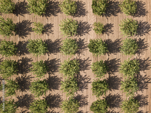 Aerial view of apple orchard. Beautiful outdoor countryside scenery from drone view. Many blooming apple trees in garden. photo