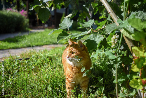 red domestic fluffy cat walks in the garden on a sunny summer day © Natalia
