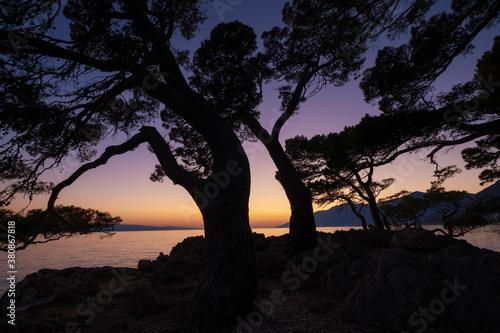 Silhouettes of trees on the sea shore on the background of sunset. Seascape during sundown. A place for rest and relaxation. Landscape in summer time. Mediterranean Sea.