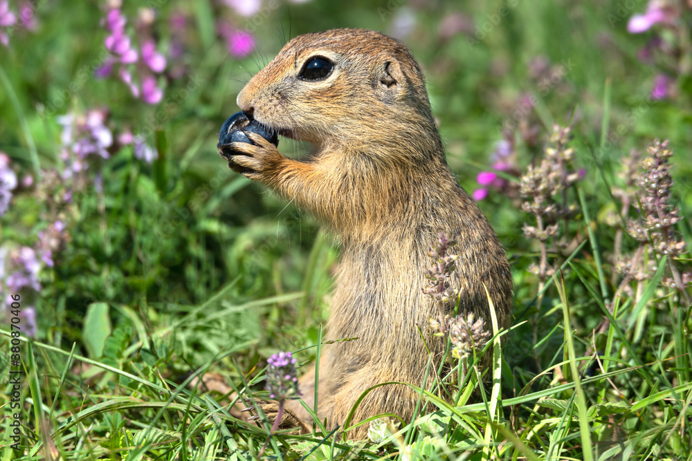 Small European ground squirrel (Spermophilus citellus) eating blueberry sitting in the grass and beautiful violet thyme flowers. Small European ground squirrel (Spermophilus citellus) eating blueberry sitting in the grass and beautiful violet thyme flowers.