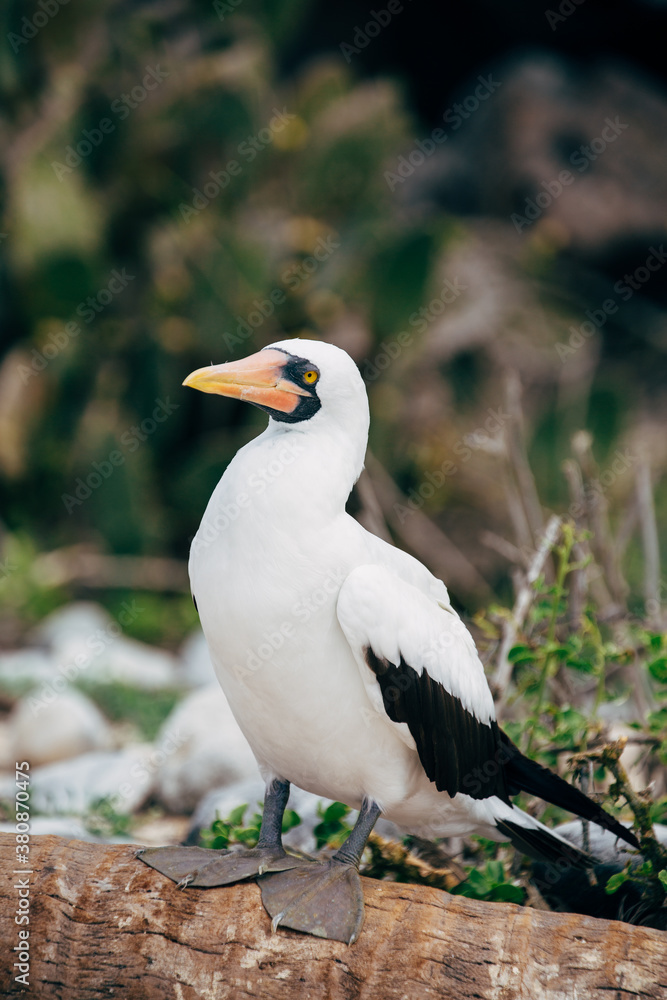 Nazca booby sitting on a log Nazca booby sitting on a log