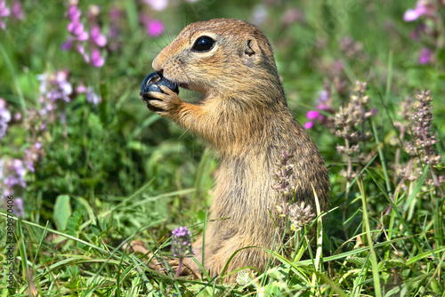 Small European ground squirrel (Spermophilus citellus) eating blueberry sitting in the grass and beautiful violet thyme flowers.