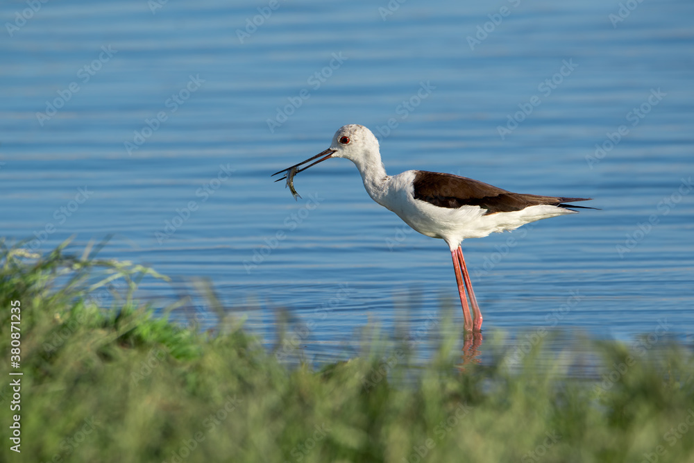 Obraz premium Black-winged stilt (Himantopus himantopus) bird with a fish in its beak on a blue lake in a nice afternoon light.