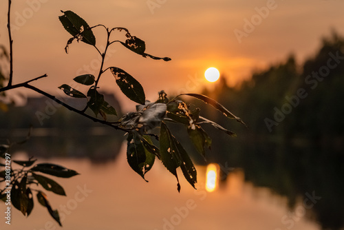 Close up tree leaves sulhouette on sunset background photo