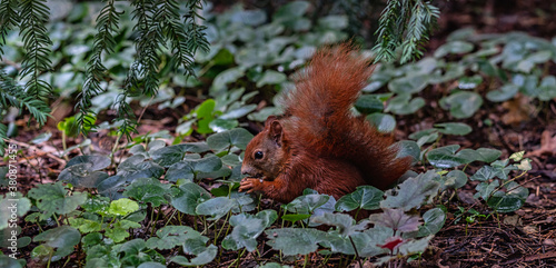 Eurasisches Eichhörnchen © blende11.photo