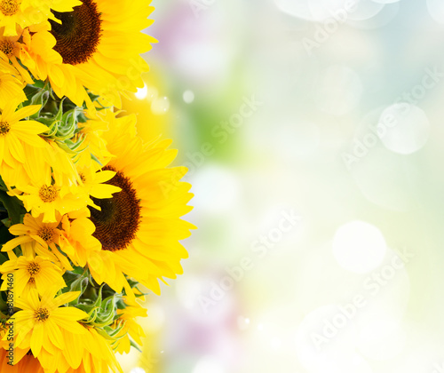 Fototapeta Naklejka Na Ścianę i Meble -  Sunflowers on white