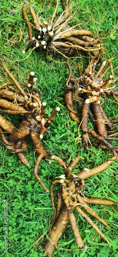 Mixed peony roots fresh dug and washed bare root