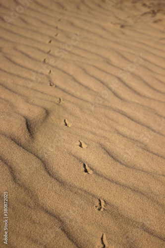 The largest desert in Europe  Ukraine - Oleshky Sands  Oleshkivs  ki pisky . Animal footprints in the yellow sand  background