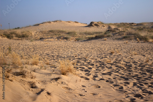 "The largest desert in Europe, Ukraine - Oleshky Sands (Oleshkivsʹki pisky). .Plants in the desert, a lot of yellow sand, background"