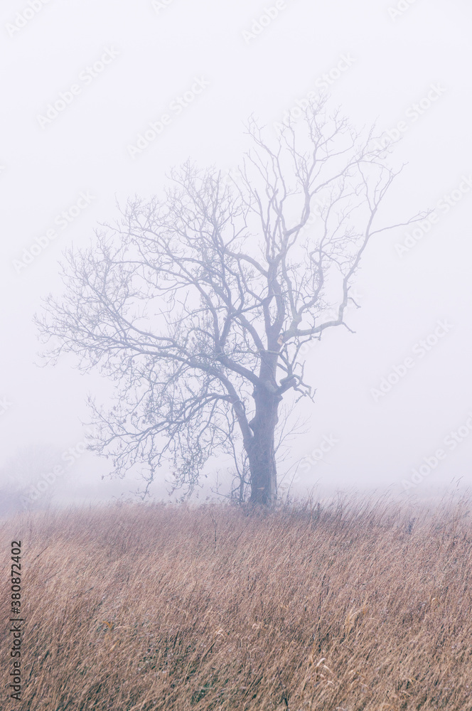 Tree in thick fog. Norfolk, UK. Tree in thick fog. Norfolk, UK.