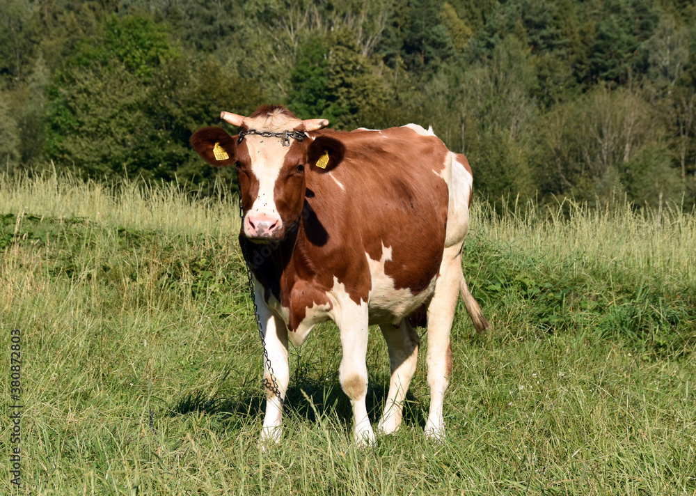 Cow on the pasture. Brown and white cow grazing on the meadow.