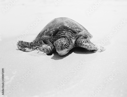 Obraz na plátně Mr. Turtle