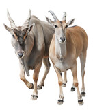 Male and female Eland antelopes isolated on white background