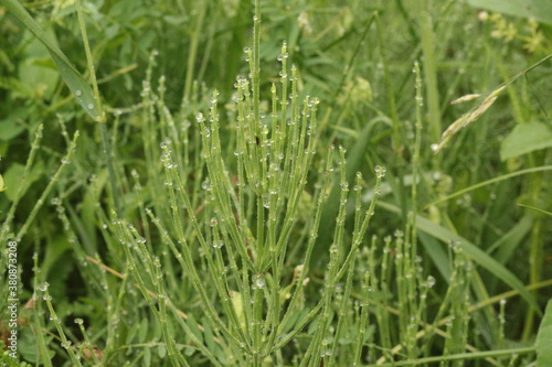  Water droplets left on the blades of grass after a summer rain