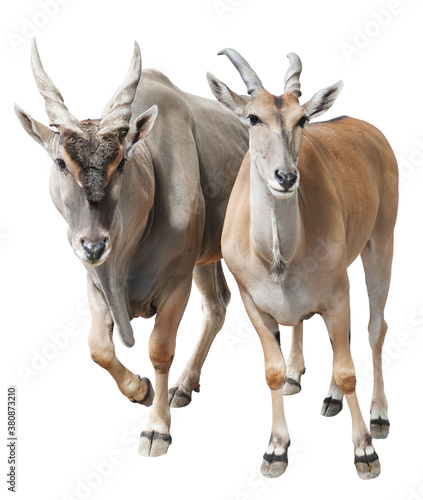 Male and female Eland antelopes isolated on white background photo