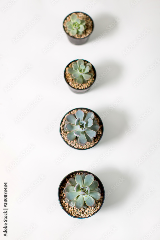 A vertical line of pots with succulents arranged by size A vertical line of pots with succulents arranged by size