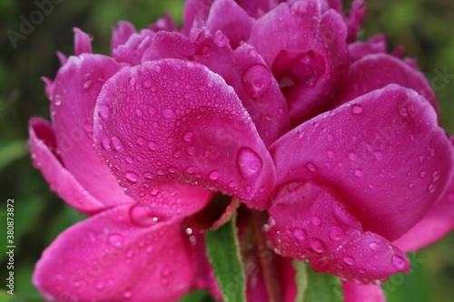 Water drops remained on pink peonies after a summer rain