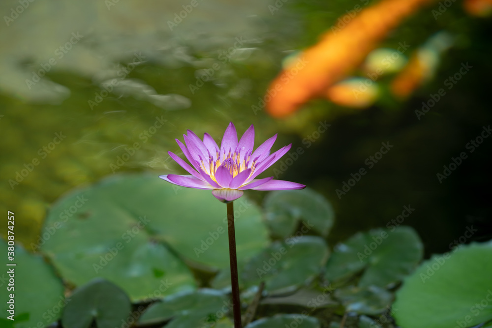 Gorgeous Lotus with Beautiful Koi in the pond Gorgeous Lotus with Beautiful Koi in the pond